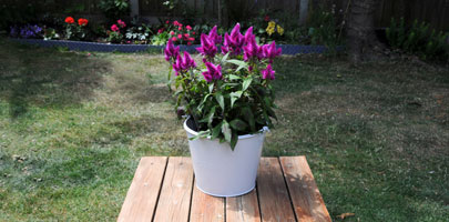 Flower Bucket - 5L